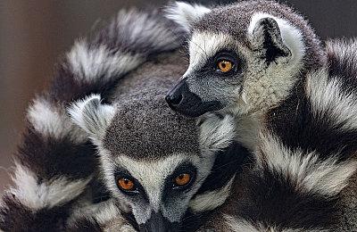 《小缇娜的奇幻之地》宣布可在所有游戏平台上跨平台游玩